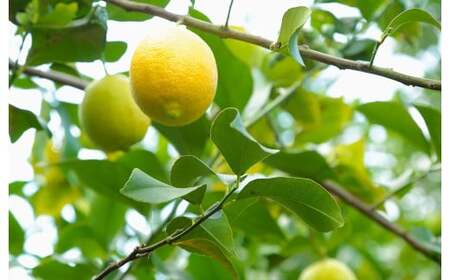 環境マイスターのレモン 2kg（無肥料／栽培期間中農薬を減らして栽培）【2025年11月上旬～2026年4月下旬発送予定】レモン 檸檬 れもん 果物 くだもの フルーツ ビタミン 酸味 果汁 果実 柑橘 レモネード レモンサワー 国産 熊本県産 水俣市産