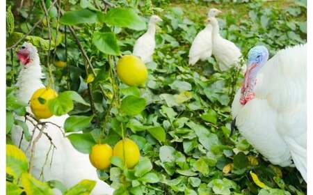 環境マイスターのレモン 2kg（無肥料／栽培期間中農薬を減らして栽培）【2025年11月上旬～2026年4月下旬発送予定】レモン 檸檬 れもん 果物 くだもの フルーツ ビタミン 酸味 果汁 果実 柑橘 レモネード レモンサワー 国産 熊本県産 水俣市産