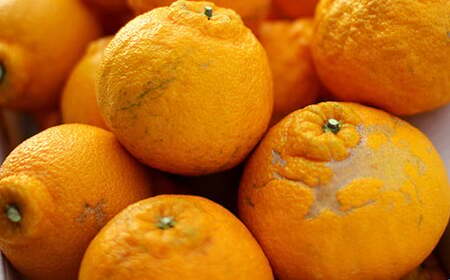 パクパクデコ 5kg バラ詰め 訳あり(B品) 不知火【2026年2月下旬-6月下旬発送】