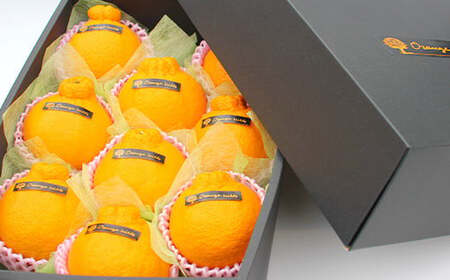 プレミアムデコ 8玉 不知火【2026年2月下旬-6月下旬発送】