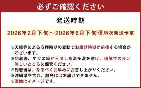 プレミアムデコ 8玉 不知火【2026年2月下旬-6月下旬発送】