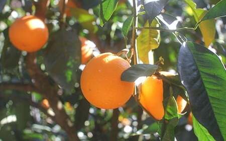 夕焼けブラッドオレンジ 訳あり 5kg 果物 くだもの フルーツ 柑橘【2026年2月下旬-6月下旬発送】