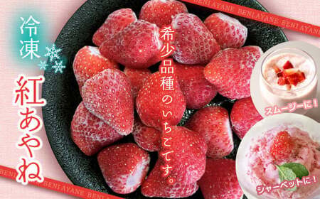 冷凍イチゴ 「 紅あやね 」 1kg | 果物 くだもの フルーツ いちご イチゴ 苺 冷凍 いちご 熊本 玉名