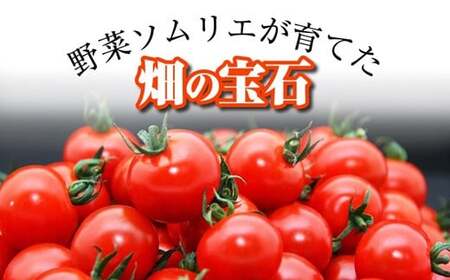 ソムリエミニトマト 食べ比べ3kg (プラチナ+ダイヤ)ﾐﾆﾄﾏﾄﾄﾏﾄﾐﾆﾄﾏﾄﾄﾏﾄﾐﾆﾄﾏﾄﾄﾏﾄﾐﾆﾄﾏﾄﾄﾏﾄﾐﾆﾄﾏﾄﾄﾏﾄﾐﾆﾄﾏﾄﾄﾏﾄﾐﾆﾄﾏﾄﾄﾏﾄﾐﾆﾄﾏﾄﾄﾏﾄﾐﾆﾄﾏﾄﾄﾏﾄﾐﾆﾄﾏﾄﾄﾏﾄﾐﾆﾄﾏﾄﾄﾏﾄﾐﾆﾄﾏﾄﾄﾏﾄﾐﾆﾄﾏﾄﾄﾏﾄﾐﾆﾄﾏﾄﾄﾏﾄﾐﾆﾄﾏﾄﾄﾏﾄﾐﾆﾄﾏﾄﾄﾏﾄﾐﾆﾄﾏﾄﾄﾏﾄﾐﾆﾄﾏﾄﾄﾏﾄﾐﾆﾄﾏﾄﾄﾏﾄﾐﾆﾄﾏﾄﾄﾏﾄﾐﾆﾄﾏﾄﾄﾏﾄﾐﾆﾄﾏﾄﾄﾏﾄﾐﾆﾄﾏﾄﾄﾏﾄﾐﾆﾄﾏﾄﾄﾏﾄﾐﾆﾄﾏﾄﾄﾏﾄﾐﾆﾄﾏﾄﾄﾏﾄﾐﾆﾄﾏﾄﾄﾏﾄﾐﾆﾄﾏﾄﾄﾏﾄﾐﾆﾄﾏﾄﾄﾏﾄﾐﾆﾄﾏﾄﾄﾏﾄﾐﾆﾄﾏﾄﾄﾏﾄﾐﾆﾄﾏﾄﾄﾏﾄﾐﾆﾄﾏﾄﾄﾏﾄﾐﾆﾄﾏﾄﾄﾏﾄﾐﾆﾄﾏﾄﾄﾏﾄﾐﾆﾄﾏﾄﾄﾏﾄﾐﾆﾄﾏﾄﾄﾏﾄﾐﾆﾄﾏﾄﾄﾏﾄﾐﾆﾄﾏﾄﾄﾏﾄﾐﾆﾄﾏﾄﾄﾏﾄﾐﾆﾄﾏﾄﾄﾏﾄﾐﾆﾄﾏﾄﾄﾏﾄﾐﾆﾄﾏﾄﾄﾏﾄﾐﾆﾄﾏﾄﾄﾏﾄﾐﾆﾄﾏﾄﾄﾏﾄﾐﾆﾄﾏﾄﾄﾏﾄﾐﾆﾄﾏﾄﾄﾏﾄﾐﾆﾄﾏﾄﾄﾏﾄﾐﾆﾄﾏﾄﾄﾏﾄﾐﾆﾄﾏﾄﾄﾏﾄﾐﾆﾄﾏﾄﾄﾏﾄﾐﾆﾄﾏﾄﾄﾏﾄﾐﾆﾄﾏﾄﾄﾏﾄﾐﾆﾄﾏﾄﾄﾏﾄﾐﾆﾄﾏﾄﾄﾏﾄﾐﾆﾄﾏﾄﾄﾏﾄﾐﾆﾄﾏﾄﾄﾏﾄﾐﾆﾄﾏﾄﾄﾏﾄﾐﾆﾄﾏﾄﾄﾏﾄﾐﾆﾄﾏﾄﾄﾏﾄﾐﾆﾄﾏﾄﾄﾏﾄﾐﾆﾄﾏﾄﾄﾏﾄﾐﾆﾄﾏﾄﾄﾏﾄﾐﾆﾄﾏﾄﾄﾏﾄﾐﾆﾄﾏﾄﾄﾏﾄﾐﾆﾄﾏﾄﾄﾏﾄﾐﾆﾄﾏﾄﾄﾏﾄﾐﾆﾄﾏﾄﾄﾏﾄﾐﾆﾄﾏﾄﾄﾏﾄﾐﾆﾄﾏﾄﾄﾏﾄﾐﾆﾄﾏﾄﾄﾏﾄﾐﾆﾄﾏﾄﾄﾏﾄﾐﾆﾄﾏﾄﾄﾏﾄﾐﾆﾄﾏﾄﾄﾏﾄﾐﾆﾄﾏﾄﾄﾏﾄﾐﾆﾄﾏﾄﾄﾏﾄﾐﾆﾄﾏﾄﾄﾏﾄﾐﾆﾄﾏﾄﾄﾏﾄﾐﾆﾄﾏﾄﾄﾏﾄﾐﾆﾄﾏﾄﾄﾏﾄﾐﾆﾄﾏﾄﾄﾏﾄﾐﾆﾄﾏﾄﾄﾏﾄﾐﾆﾄﾏﾄﾄﾏﾄﾐﾆﾄﾏﾄﾄﾏﾄﾐﾆﾄﾏﾄﾄﾏﾄﾐﾆﾄﾏﾄﾄﾏﾄﾐﾆﾄﾏﾄﾄﾏﾄﾐﾆﾄﾏﾄﾄﾏﾄﾐﾆﾄﾏﾄﾄﾏﾄﾐﾆﾄﾏﾄﾄﾏﾄﾐﾆﾄﾏﾄﾄﾏﾄﾐﾆﾄﾏﾄﾄﾏﾄﾐﾆﾄﾏﾄﾄﾏﾄﾐﾆﾄﾏﾄﾄﾏﾄﾐﾆﾄﾏﾄﾄﾏﾄﾐﾆﾄﾏﾄﾄﾏﾄﾐﾆﾄﾏﾄﾄﾏﾄﾐﾆﾄﾏﾄﾄﾏﾄﾐﾆﾄﾏﾄﾄﾏﾄﾐﾆﾄﾏﾄﾄﾏﾄﾐﾆﾄﾏﾄﾄﾏﾄﾐﾆﾄﾏﾄﾄﾏﾄﾐﾆﾄﾏﾄﾄﾏﾄﾐﾆﾄﾏﾄﾄﾏﾄﾐﾆﾄﾏﾄﾄﾏﾄﾐﾆﾄﾏﾄﾄﾏﾄﾐﾆﾄﾏﾄﾄﾏﾄﾐﾆﾄﾏﾄﾄﾏﾄﾐﾆﾄﾏﾄﾄﾏﾄﾐﾆﾄﾏﾄﾄﾏﾄﾐﾆﾄﾏﾄﾄﾏﾄﾐﾆﾄﾏﾄﾄﾏﾄﾐﾆﾄﾏﾄﾄﾏﾄﾐﾆﾄﾏﾄﾄﾏﾄ