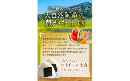 森のくまさん 無洗米 10kg 5kg×2袋 | 米 こめ お米 おこめ 白米 精米 熊本県 玉名市