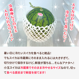 【4月～6月発送】 小玉すいか 1玉