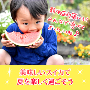 【7月以降発送 】 スイカ 王国 熊本 ！ 小玉 すいか 1玉 熊本県産 果物  西瓜 フルーツ