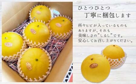 熊本県 たまな産 キンショウメロン 3kg | 果物 くだもの フルーツ メロン キンショウ メロン 瓜 うり 熊本 玉名