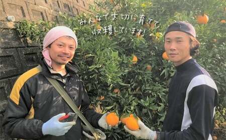 ≪ ご家庭用 ≫ 不知火 約8kg | 果物 くだもの フルーツ 柑橘類 柑橘 デコポン みかん ミカン 蜜柑 熊本 玉名