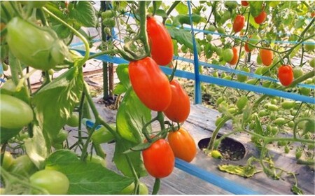 ミニトマト アイコ 【2ヶ月定期便】 | 野菜 トマト ミニトマト プチトマト 熊本 玉名