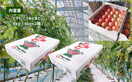 玉名市産 トマト 「 うみとまと 」 8kg （ 4kg × 2箱 ） | 野菜 トマト とまと 熊本 玉名 ﾄﾏﾄﾄﾏﾄﾄﾏﾄﾄﾏﾄﾄﾏﾄﾄﾏﾄﾄﾏﾄﾄﾏﾄﾄﾏﾄﾄﾏﾄﾄﾏﾄﾄﾏﾄﾄﾏﾄﾄﾏﾄﾄﾏﾄﾄﾏﾄﾄﾏﾄﾄﾏﾄﾄﾏﾄﾄﾏﾄﾄﾏﾄﾄﾏﾄﾄﾏﾄﾄﾏﾄﾄﾏﾄﾄﾏﾄﾄﾏﾄﾄﾏﾄﾄﾏﾄﾄﾏﾄﾄﾏﾄﾄﾏﾄﾄﾏﾄﾄﾏﾄﾄﾏﾄﾄﾏﾄﾄﾏﾄﾄﾏﾄﾄﾏﾄﾄﾏﾄﾄﾏﾄﾄﾏﾄﾄﾏﾄﾄﾏﾄﾄﾏﾄﾄﾏﾄﾄﾏﾄﾄﾏﾄﾄﾏﾄﾄﾏﾄﾄﾏﾄﾄﾏﾄﾄﾏﾄﾄﾏﾄﾄﾏﾄﾄﾏﾄﾄﾏﾄﾄﾏﾄﾄﾏﾄﾄﾏﾄﾄﾏﾄﾄﾏﾄﾄﾏﾄﾄﾏﾄﾄﾏﾄﾄﾏﾄﾄﾏﾄﾄﾏﾄﾄﾏﾄﾄﾏﾄﾄﾏﾄﾄﾏﾄﾄﾏﾄﾄﾏﾄﾄﾏﾄﾄﾏﾄﾄﾏﾄﾄﾏﾄﾄﾏﾄﾄﾏﾄﾄﾏﾄﾄﾏﾄﾄﾏﾄﾄﾏﾄﾄﾏﾄﾄﾏﾄﾄﾏﾄﾄﾏﾄﾄﾏﾄﾄﾏﾄﾄﾏﾄﾄﾏﾄﾄﾏﾄﾄﾏﾄﾄﾏﾄﾄﾏﾄﾄﾏﾄﾄﾏﾄﾄﾏﾄﾄﾏﾄﾄﾏﾄﾄﾏﾄﾄﾏﾄﾄﾏﾄﾄﾏﾄﾄﾏﾄﾄﾏﾄﾄﾏﾄﾄﾏﾄﾄﾏﾄﾄﾏﾄﾄﾏﾄﾄﾏﾄﾄﾏﾄﾄﾏﾄﾄﾏﾄﾄﾏﾄﾄﾏﾄﾄﾏﾄﾄﾏﾄﾄﾏﾄﾄﾏﾄﾄﾏﾄﾄﾏﾄﾄﾏﾄﾄﾏﾄﾄﾏﾄﾄﾏﾄﾄﾏﾄﾄﾏﾄﾄﾏﾄﾄﾏﾄﾄﾏﾄﾄﾏﾄﾄﾏﾄﾄﾏﾄﾄﾏﾄﾄﾏﾄﾄﾏﾄﾄﾏﾄﾄﾏﾄﾄﾏﾄﾄﾏﾄﾄﾏﾄﾄﾏﾄﾄﾏﾄﾄﾏﾄﾄﾏﾄﾄﾏﾄﾄﾏﾄﾄﾏﾄﾄﾏﾄﾄﾏﾄﾄﾏﾄﾄﾏﾄﾄﾏﾄﾄﾏﾄﾄﾏﾄﾄﾏﾄﾄﾏﾄﾄﾏﾄﾄﾏﾄﾄﾏﾄﾄﾏﾄﾄﾏﾄﾄﾏﾄﾄﾏﾄﾄﾏﾄﾄﾏﾄﾄﾏﾄﾄﾏﾄﾄﾏﾄﾄﾏﾄﾄﾏﾄﾄﾏﾄﾄﾏﾄﾄﾏﾄﾄﾏﾄﾄﾏﾄﾄﾏﾄﾄﾏﾄﾄﾏﾄﾄﾏﾄﾄﾏﾄﾄﾏﾄﾄﾏﾄﾄﾏﾄﾄﾏﾄﾄﾏﾄﾄﾏﾄﾄﾏﾄﾄﾏﾄﾄﾏﾄﾄﾏﾄﾄﾏﾄﾄﾏﾄﾄﾏﾄﾄﾏﾄﾄﾏﾄﾄﾏﾄﾄﾏﾄﾄﾏﾄﾄﾏﾄﾄﾏﾄﾄﾏﾄﾄﾏﾄﾄﾏﾄﾄﾏﾄﾄﾏﾄﾄﾏﾄﾄﾏﾄﾄﾏﾄﾄﾏﾄﾄﾏﾄﾄﾏﾄﾄﾏﾄﾄﾏﾄﾄﾏﾄﾄﾏﾄﾄﾏﾄﾄﾏﾄﾄﾏﾄﾄﾏﾄﾄﾏﾄﾄﾏﾄﾄﾏﾄﾄﾏﾄﾄﾏﾄﾄﾏﾄﾄﾏﾄﾄﾏﾄﾄﾏﾄﾄﾏﾄﾄﾏﾄﾄﾏﾄﾄﾏﾄﾄﾏﾄﾄﾏﾄﾄﾏﾄﾄﾏﾄﾄﾏﾄﾄﾏﾄﾄﾏﾄﾄﾏﾄﾄﾏﾄﾄﾏﾄﾄﾏﾄﾄﾏﾄﾄﾏﾄﾄﾏﾄﾄﾏﾄﾄﾏﾄﾄﾏﾄﾄﾏﾄﾄﾏﾄﾄﾏﾄﾄﾏﾄﾄﾏﾄﾄﾏﾄﾄﾏﾄﾄﾏﾄﾄﾏﾄﾄﾏﾄﾄﾏﾄﾄﾏﾄﾄﾏﾄﾄﾏﾄﾄﾏﾄﾄﾏﾄﾄﾏﾄﾄﾏﾄﾄﾏﾄﾄﾏﾄﾄﾏﾄﾄﾏﾄﾄﾏﾄﾄﾏﾄﾄﾏﾄﾄﾏﾄﾄﾏﾄﾄﾏﾄﾄﾏﾄﾄﾏﾄﾄﾏﾄﾄﾏﾄﾄﾏﾄﾄﾏﾄﾄﾏﾄﾄﾏﾄﾄﾏﾄﾄﾏﾄﾄﾏﾄﾄﾏﾄﾄﾏﾄﾄﾏﾄﾄﾏﾄﾄﾏﾄﾄﾏﾄﾄﾏﾄﾄﾏﾄﾄﾏﾄﾄﾏﾄﾄﾏﾄﾄﾏﾄﾄﾏﾄﾄﾏﾄﾄﾏﾄﾄﾏﾄﾄﾏﾄﾄﾏﾄﾄﾏﾄﾄﾏﾄﾄﾏﾄ