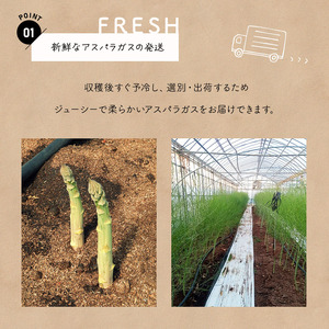生で食べれる !! アスパラガス 3色 セット（ グリーン ・ホワイト ・ パープル  ）約 1.1kg | 新鮮 アスパラ 野菜 ソムリエ 健康 熊本県産 熊本 玉名