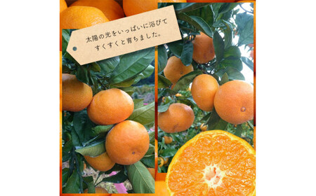 たまな産 温州みかん 6kg | 果物 くだもの フルーツ 柑橘類 柑橘 みかん ミカン 蜜柑 熊本 玉名