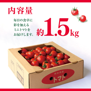 ミニトマト 生産量 日本一 玉名市 !！ ミニトマト 約 1.5kg 野菜 トマト プチトマト ｜ トマト ミニトマト プチトマト 熊本県 玉名市