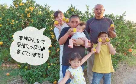 ご家庭用 温州みかん 約5kg 村上農園 | みかん ミカン 蜜柑 温州 家庭用 熊本県 玉名市