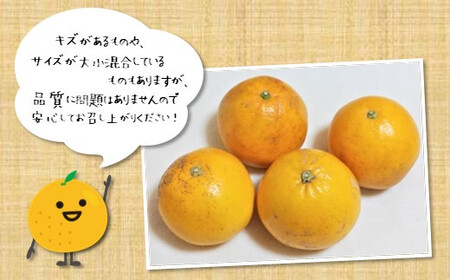 訳あり 河内晩柑 約 7kg 後藤農園 | 柑橘 みかん フルーツ 家庭用 和製 グレープフルーツ 果物 熊本県産