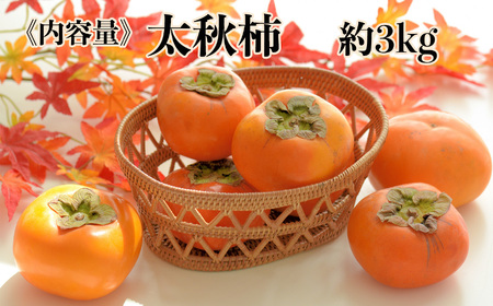 【贈答用】 太秋柿 約3kg 玉名市産 | フルーツ 果物 くだもの 柿 贈答 ギフト 熊本県 玉名市