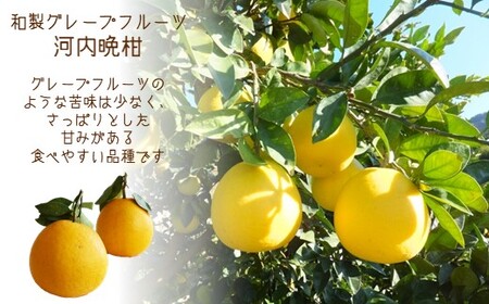 「 河内晩柑 」 約7kg 【 熊本玉名・みかん専門店より 】 | 果物 くだもの フルーツ 柑橘 柑橘類 みかん 河内 晩柑 和製グレープフルーツ 熊本県 玉名市