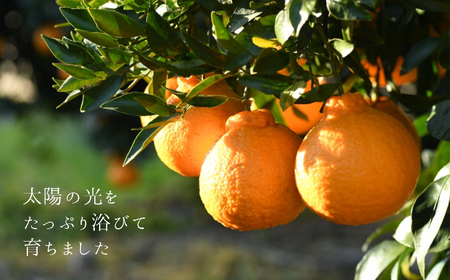 熊本県産 不知火（特選） 8kg | フルーツ 果物 くだもの 柑橘 みかん ミカン オレンジ しらぬい 熊本県 玉名市