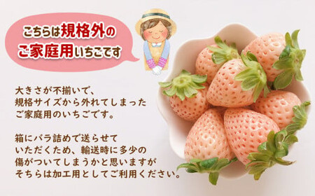 【2月以降発送】ご家庭用淡雪 約1500g ｜ フルーツ 果物 いちご 淡雪 熊本 玉名