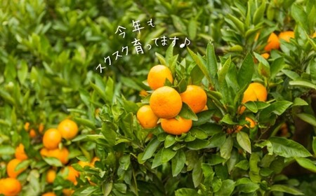 温州みかん 10kg | フルーツ 果物 くだもの 柑橘 柑橘類 みかん ミカン 温州みかん 温州ミカン 熊本県 玉名市