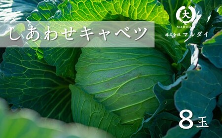 しあわせキャベツ 8玉 玉名市横島産 | 野菜 やさい キャベツ 熊本県 玉名市