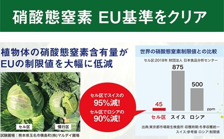 しあわせキャベツ 8玉 玉名市横島産 | 野菜 やさい キャベツ 熊本県 玉名市