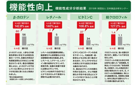 しあわせキャベツ 8玉 玉名市横島産 | 野菜 やさい キャベツ 熊本県 玉名市