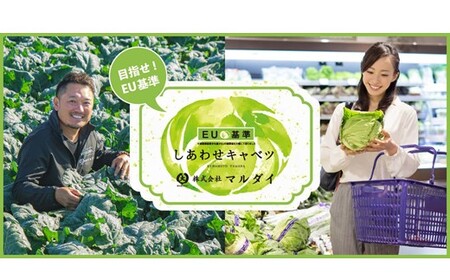 しあわせキャベツ 8玉 玉名市横島産 | 野菜 やさい キャベツ 熊本県 玉名市