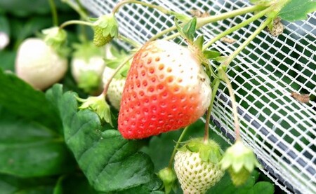 いちご狩り体験割引券 | イベント チケット いちご いちご狩り 体験型 3000円 割引券 収穫 熊本県 玉名市