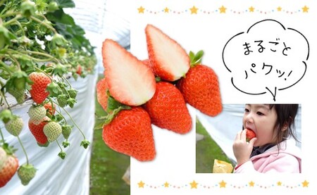 いちご狩り体験割引券 | イベント チケット いちご いちご狩り 体験型 3000円 割引券 収穫 熊本県 玉名市