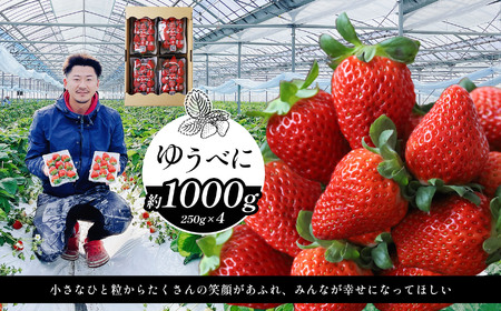 熊本限定品種 いちご ゆうべに 約1000g | ゆうべに 果物 くだもの フルーツ イチゴ いちご 苺 熊本県 玉名市