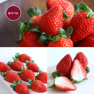 熊本限定品種 いちご ゆうべに 約1000g | ゆうべに 果物 くだもの フルーツ イチゴ いちご 苺 熊本県 玉名市