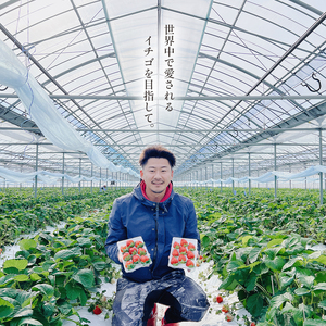 熊本限定品種 いちご ゆうべに 約1000g | ゆうべに 果物 くだもの フルーツ イチゴ いちご 苺 熊本県 玉名市