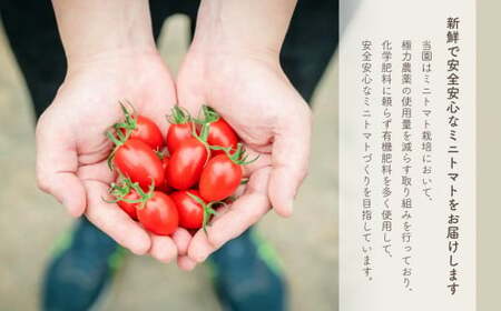 【 定期便 】 ミニトマト3kg×3ヶ月 ｜ 野菜 やさい ミニトマト トマト とまと 定期便 3kg 3回 熊本県 玉名市