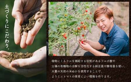 【 定期便 】 ミニトマト3kg×3ヶ月 ｜ 野菜 やさい ミニトマト トマト とまと 定期便 3kg 3回 熊本県 玉名市