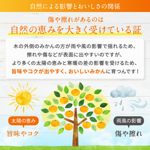 こだわり栽培 訳あり みかん 約 10kg iFARM 岩城農園 | フルーツ 果物 みかん 柑橘類 熊本県 玉名市 天水みかん