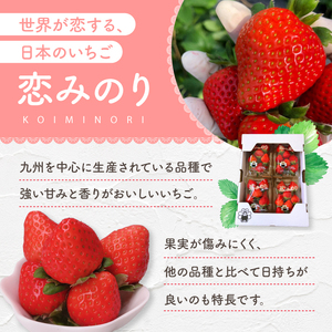 熊本県産 イチゴ 「 恋みのり 」 1箱（250g入り×2パック） | フルーツ 果物 くだもの いちご 苺 500g 熊本県 玉名市