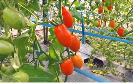 ミニトマト アイコ 【 5ヶ月定期便 】 | 野菜 やさい ミニトマト トマト とまと アイコ 3㎏ 5ヶ月 定期便 熊本県 玉名市