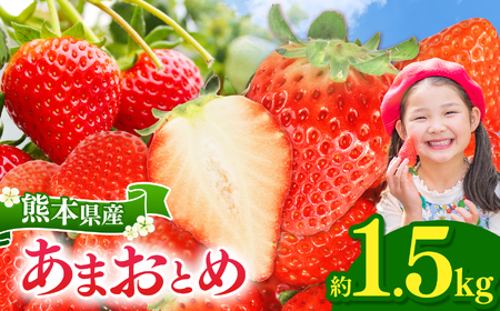 坂本いちご農園 あまおとめ 1.5㎏ | あまおとめ 果物 くだもの フルーツ イチゴ いちご 苺 熊本県 玉名市