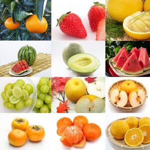 【定期便12回】旬のフルーツ 定期便 年12回 | みかん いちご 河内晩柑 すいか メロン シャインマスカット 梨 柿 温州みかん フルーツ 果物 定期便 熊本県 玉名市