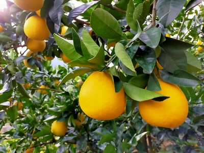 スイートスプリング ご家庭用 訳あり 約10㎏ | フルーツ 果物 甘い 柑橘 ジューシー さっぱり 希少 熊本県 玉名市