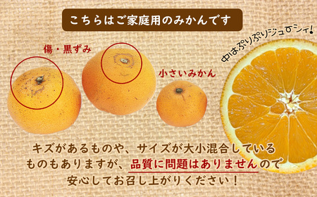 スイートスプリング ご家庭用 訳あり 約10㎏ | フルーツ 果物 甘い 柑橘 ジューシー さっぱり 希少 熊本県 玉名市