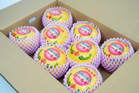 パール柑 訳あり 約5㎏ | フルーツ 果物 柑橘 甘い 爽やか ビタミンC 熊本県 玉名市