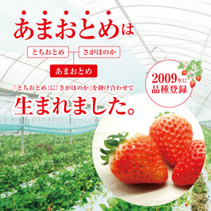 【ふるなび限定】坂本いちご農園 あまおとめ 約500g | 果物 くだもの フルーツ いちご 苺 イチゴ あまおとめ 500g 熊本県 玉名市 FN-Limited-SP