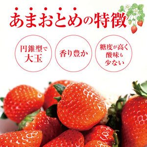【ふるなび限定】坂本いちご農園 あまおとめ 約500g | 果物 くだもの フルーツ いちご 苺 イチゴ あまおとめ 500g 熊本県 玉名市 FN-Limited-SP