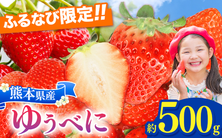 【ふるなび限定】坂本いちご農園 ゆうべに 約500g | 果物 くだもの フルーツ いちご 苺 イチゴ ゆうべに 500g 熊本県 玉名市【FN-Limited】