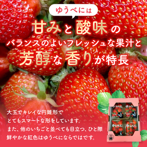 【ふるなび限定】坂本いちご農園 ゆうべに 約500g | 果物 くだもの フルーツ いちご 苺 イチゴ ゆうべに 500g 熊本県 玉名市【FN-Limited】