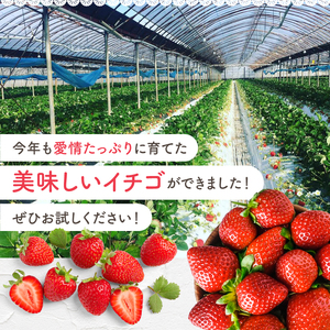 【定期便2回】 旬のいちご 約500g