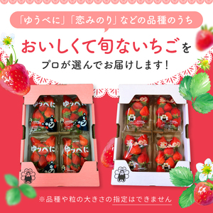 【定期便3回】 旬のいちご 約1000g